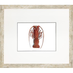 CL- FLA LOBSTER 1614